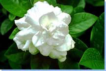 Deva Flower Remedies