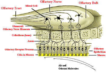 Olfactory nerve; Cranial Nerve I; First Cranial Nerve