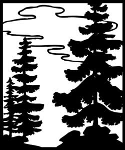 Blue Cypress (callitris intertropica)