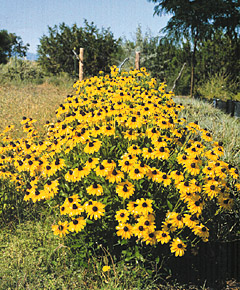 Summer Redebeckia in full Bloom